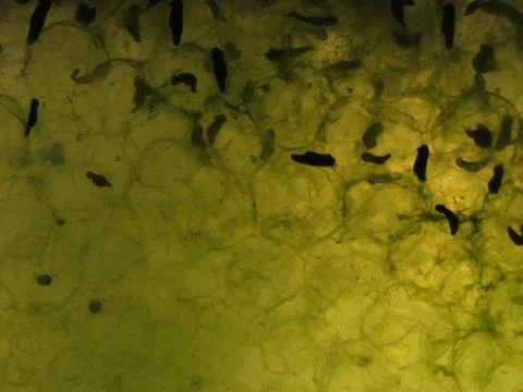 Frog Spawn Stock Photos