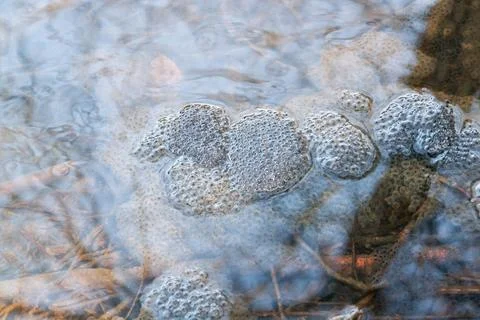 Frog spawn in a pond high angle view of some frog spawn clusters in a pond... Stock Photos