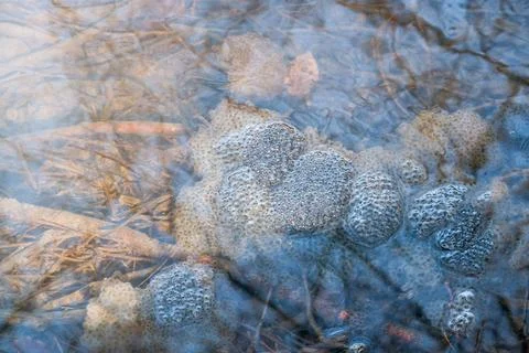 Frog spawn in a pond high angle view of some frog spawn clusters in a pond... Stock Photos