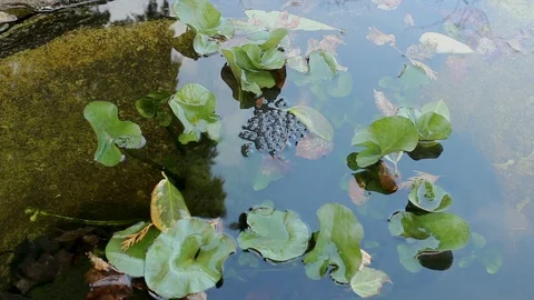 Frog spawn in a pond - zoom in Stock Footage 126645937