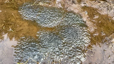Frog Spawn in a puddle Stock Footage