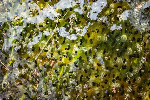 Frog spawn in shallow pond water with jelly egg clusters and dark embryos. 스톡 사진