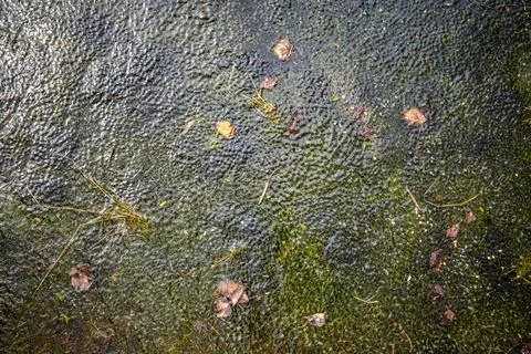 Frog spawn in shallow pond water with jelly egg clusters and dark embryos. 스톡 사진
