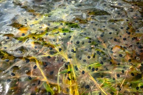 Frog spawn in shallow pond water with jelly egg clusters and dark embryos. Stock Photos
