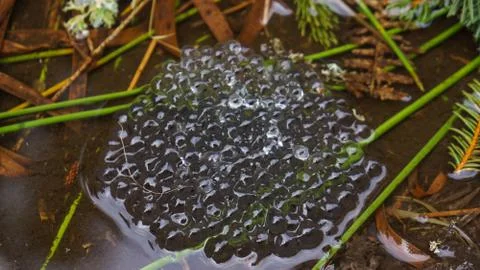Frog spawn in small pond Stock Photos