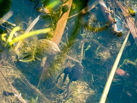Frog spawn in a small pond Stock Photos