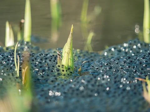 Frog spawn in a small pond Stock Photos