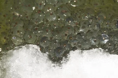 Frog spawn with snow Stock Photos