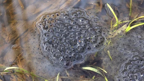 Frog spawn in a spring forest pond. Stock Footage 128111840