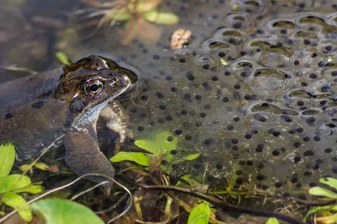Frog Spawn Toad and its spawn in the water Copyright: xZoonar.com/manfredx... Stock Photos