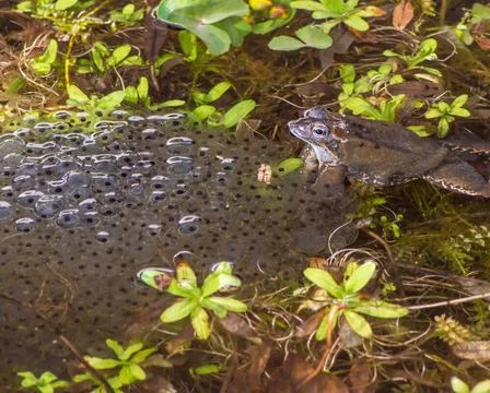 Frog Spawn Toad and its spawn in the water Copyright: xZoonar.com/manfredx... Stock Photos