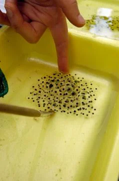 Frog spawn in the water Stock Photos