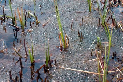 Frog spawn in the water Stock Photos