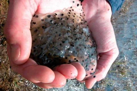 Frog spawn in the water Stock Photos