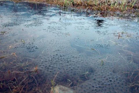 Frog spawn in the water Stock Photos
