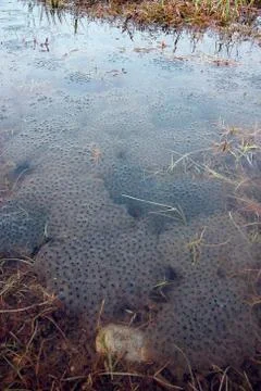 Frog spawn in the water Stock Photos