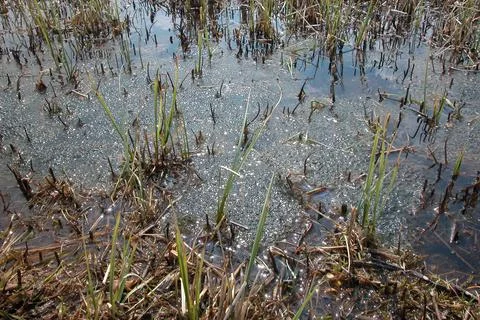 Frog spawn in the water Stock Photos