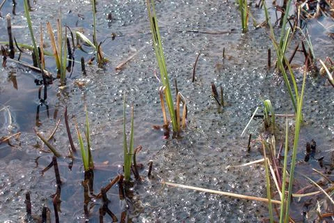 Frog spawn in the water Stock Photos