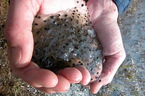 Frog spawn in the water Stock Photos