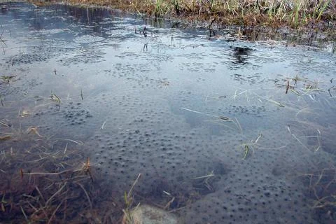 Frog spawn in the water Stock Photos