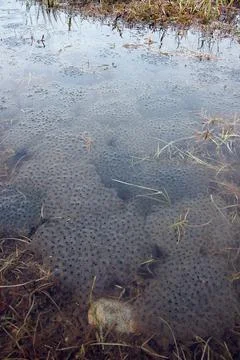 Frog spawn in the water Stock Photos
