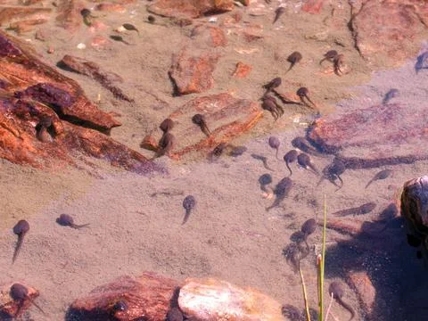 Frog spawn in the water Foto stock