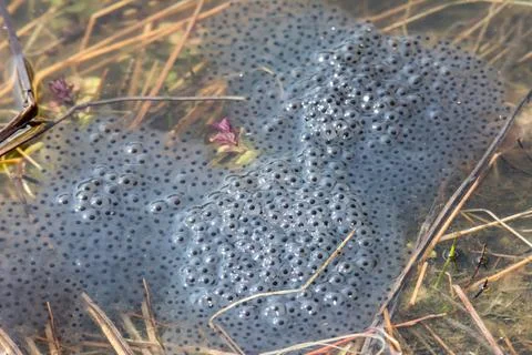 Frog spawn in the water Foto stock