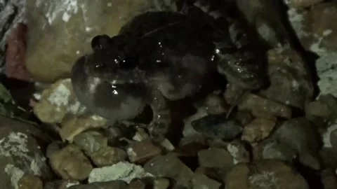 Frog species have a distinct calls for mating Stock Footage