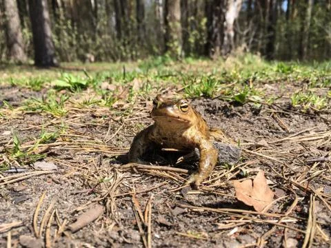 Frog in spring time Stock Photos