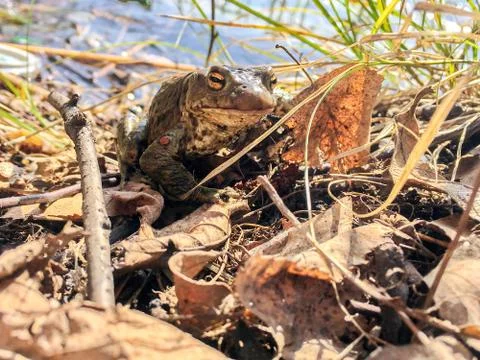 Frog in spring time Stock Photos