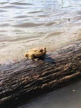 Frog in spring time Stock Photos