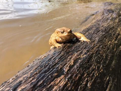 Frog in spring time Stock Photos