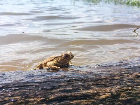 Frog in spring time Stock Photos