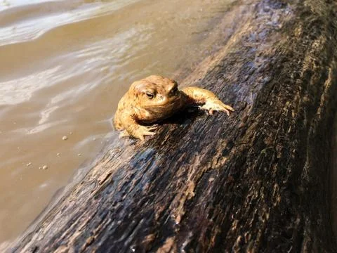 Frog in spring time Stock Photos