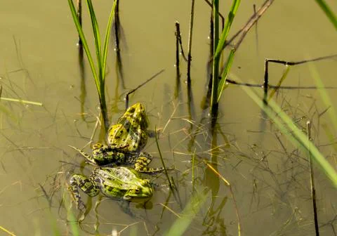 Frog in springtime Stock Photos