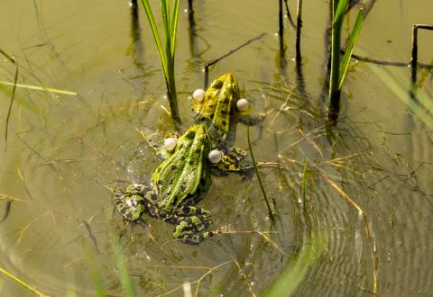 Frog in springtime Stock Photos