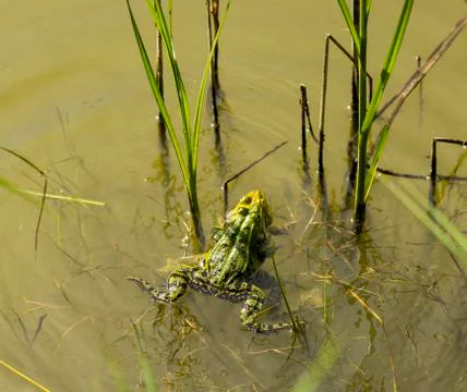 Frog in springtime Stock Photos