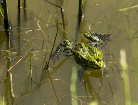 Frog in springtime Stock Photos