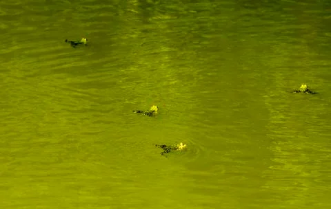 Frog in springtime Stock Photos