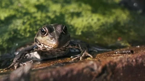 Frog by Stagnant Water Stock Footage 284668570