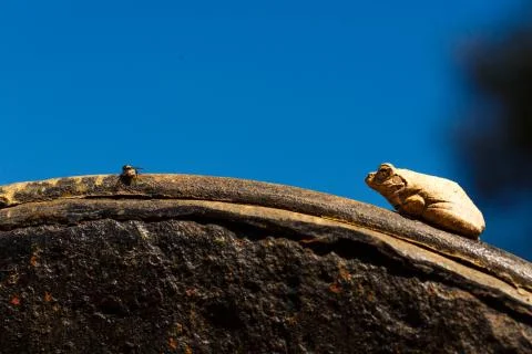 Frog stalks fly Stock Photos