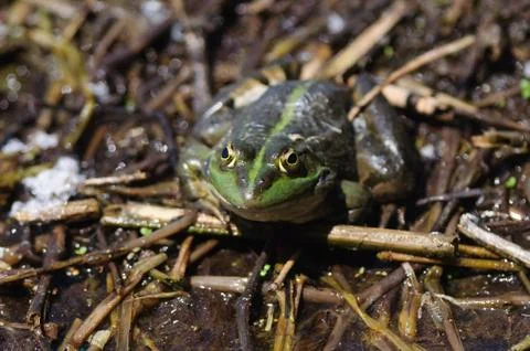 A frog stands over branches Stock Photos