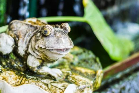 A frog statue Stock Photos