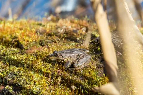 A frog on a stone basks in spring sun, Latvia Stock Photos
