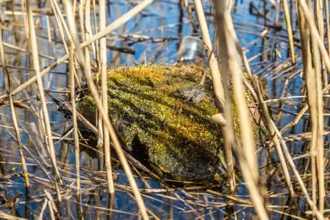 A frog on a stone basks in spring sun, Latvia Stock-Fotos