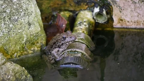 Frog on the stone macro Stock-Footage 82318593