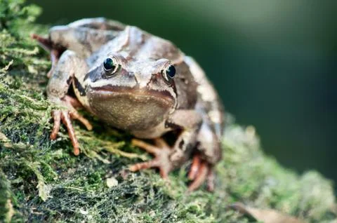 Frog on a stone Stock Photos