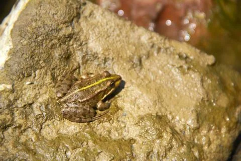 Frog on stone Stock Photos