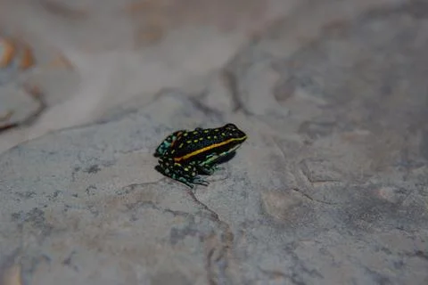 Frog on the stone Stock Photos