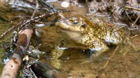 Frog in a stream close up Stockbeeldmateriaal 254332842